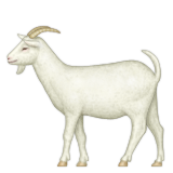 Goat with full body