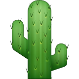 Cactus with two arms