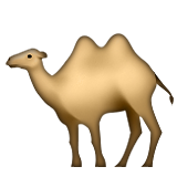 Camel with two humps