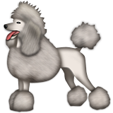 Grey poodle